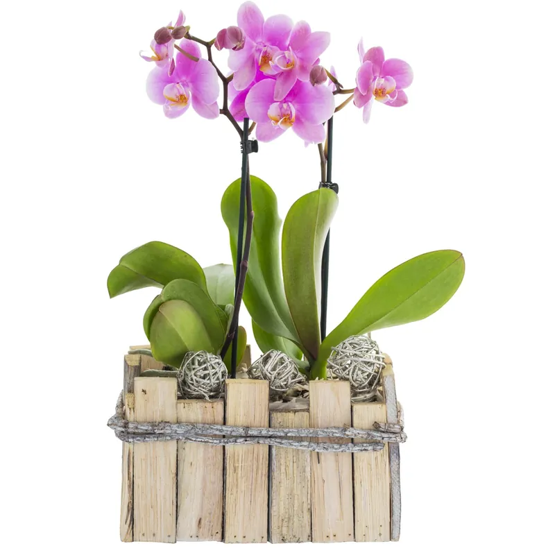 Merkproduct Composizione con Phalaenopsis multiflora in vaso di legno