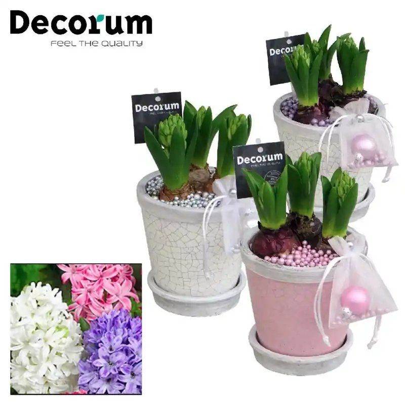 Composizione di giacinti Hyacinthus in vari colori vaso Ø 14 cm ca. Nieuw