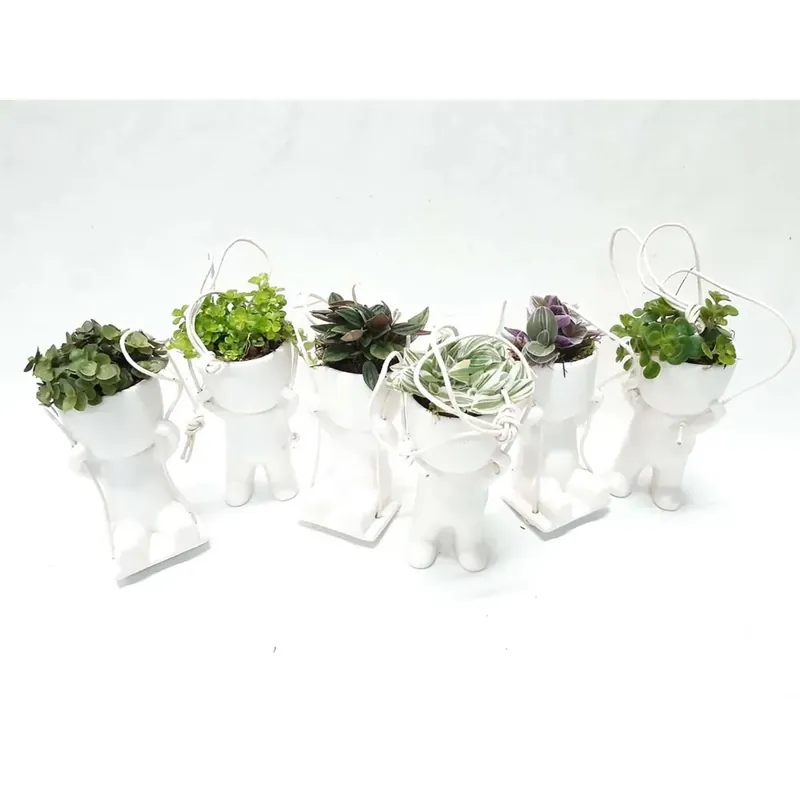 Callisia Peperomia vaso 6 cm Premium