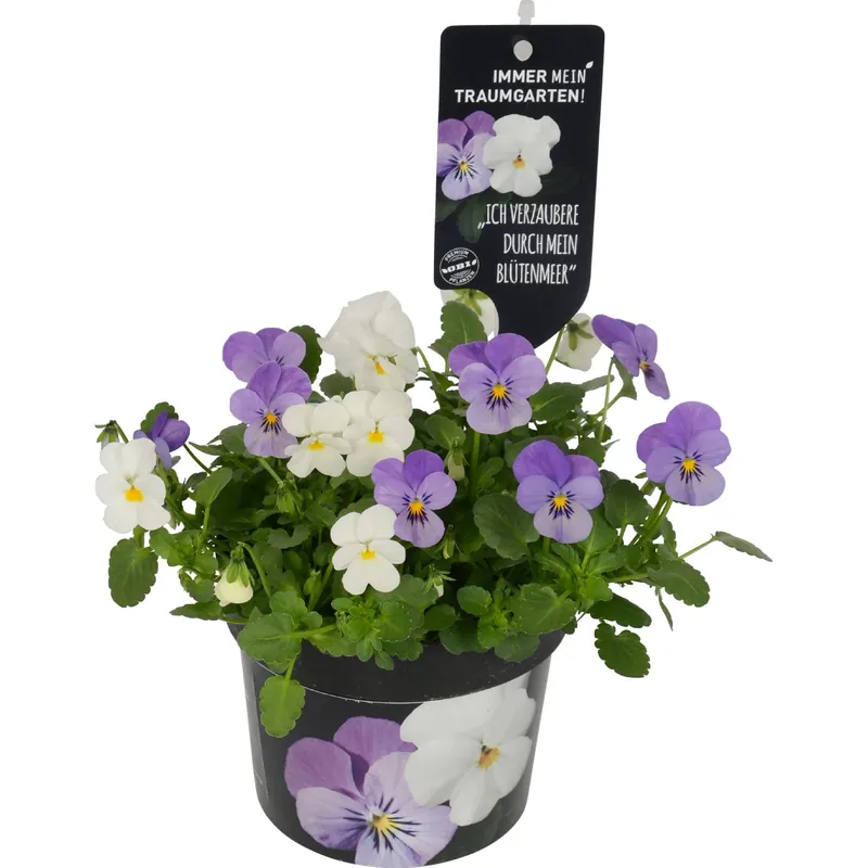 Hete Deal Viola del pensiero bianco viola vaso Ø 12 cm