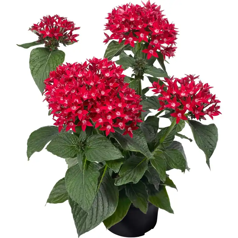 Stella egiziana Pentas Bee Bright Red rosso in vaso Ø 12 cm Korting