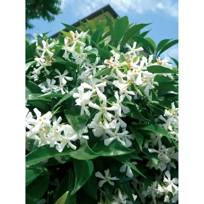 Trachelospermum jasminoides - Falso gelsomino Weekendaanbieding