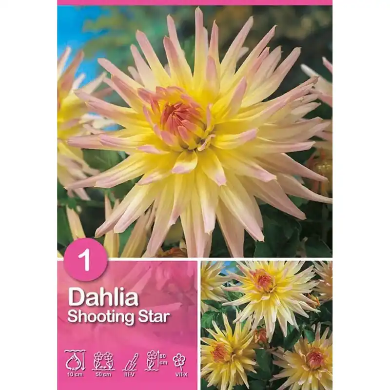 Goedkoop Dalia "Shooting Star"