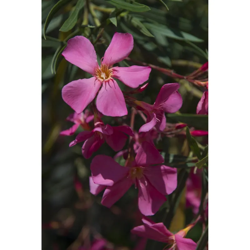 Nerium oleander cespuglio h cm 125/150 Op = Op
