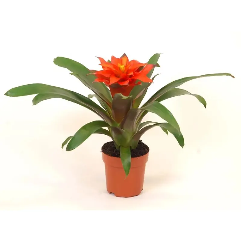 Guzmania Fiero Orange Vaso 12 cm Bestel Nu
