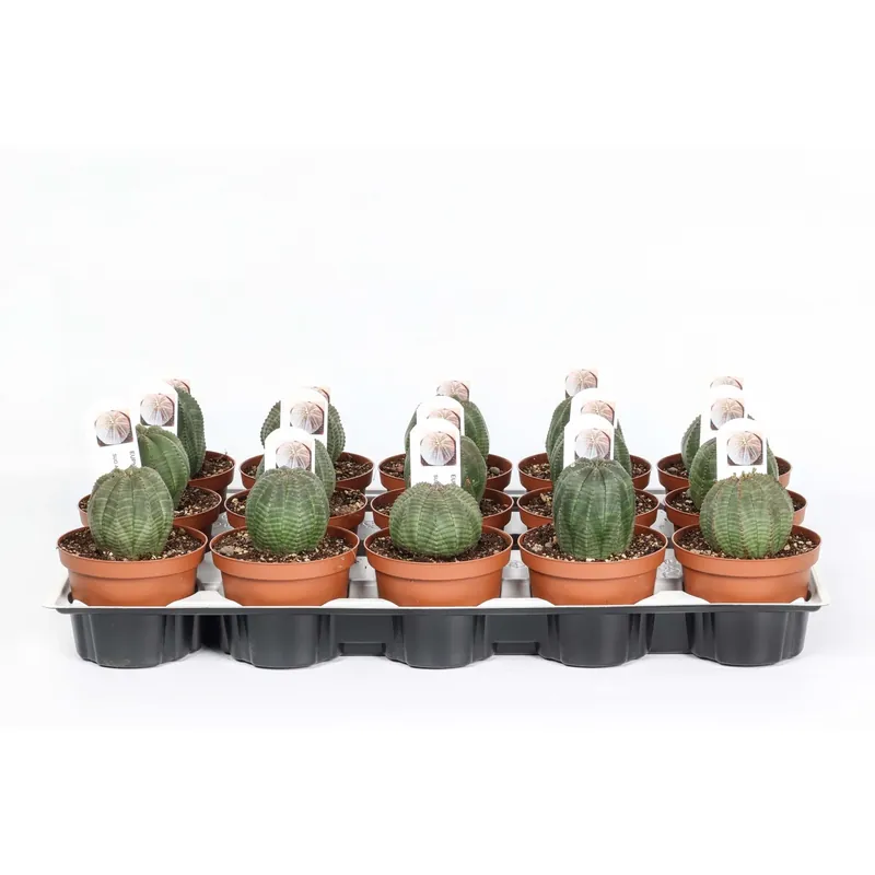 Beperkte Voorraad Euphorbia obesa Piante grasse vaso Ø 10,5 cm