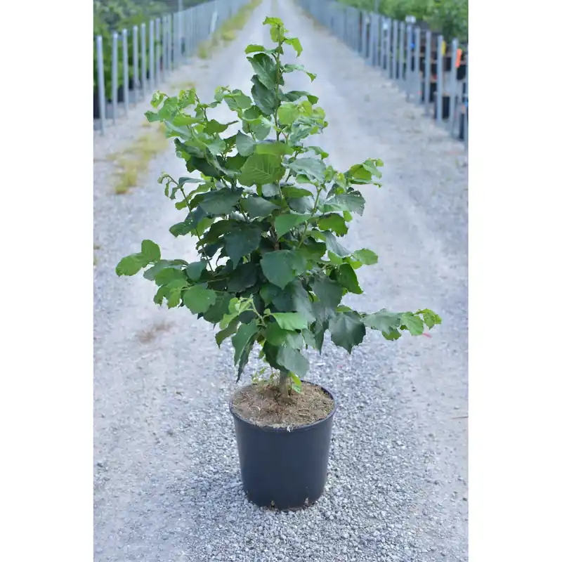 Nocciolo Corylus avellana "Contorta" h cm 80/100 Lage Prijs
