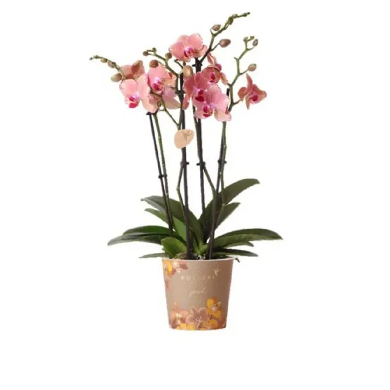 Seizoensaanbieding Orchidea Phalenopsis 4 rami gioiello pirata picotee vaso 12 cm