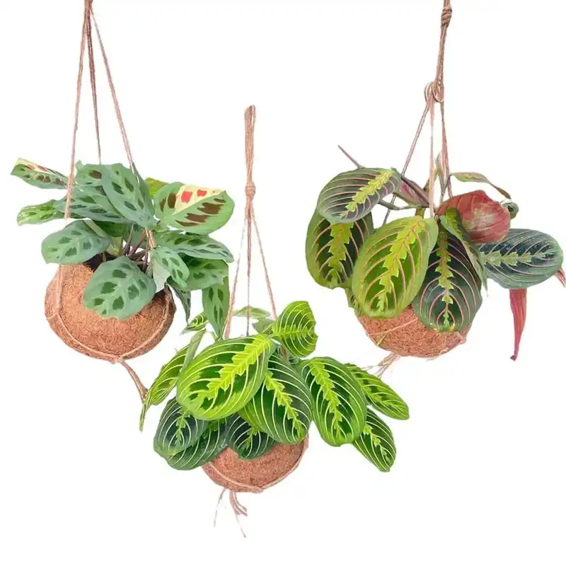 Kokodama Maranta Mix Vaso 15 cm Alleen Vandaag