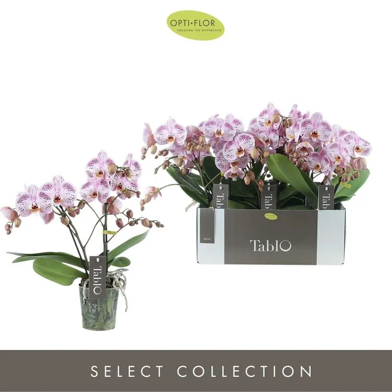 Phalenopsis Tablo Bellini Rosa Vaso 12 cm Betaalbaar