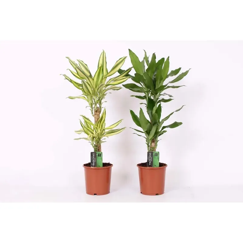 Seizoensaanbieding Dracaenasurculosamike Vaso 17 cm