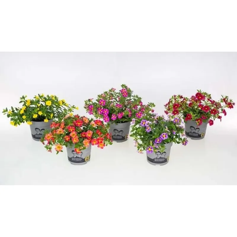 Koop Vandaag Calibrachoa mix vaso 13 cm