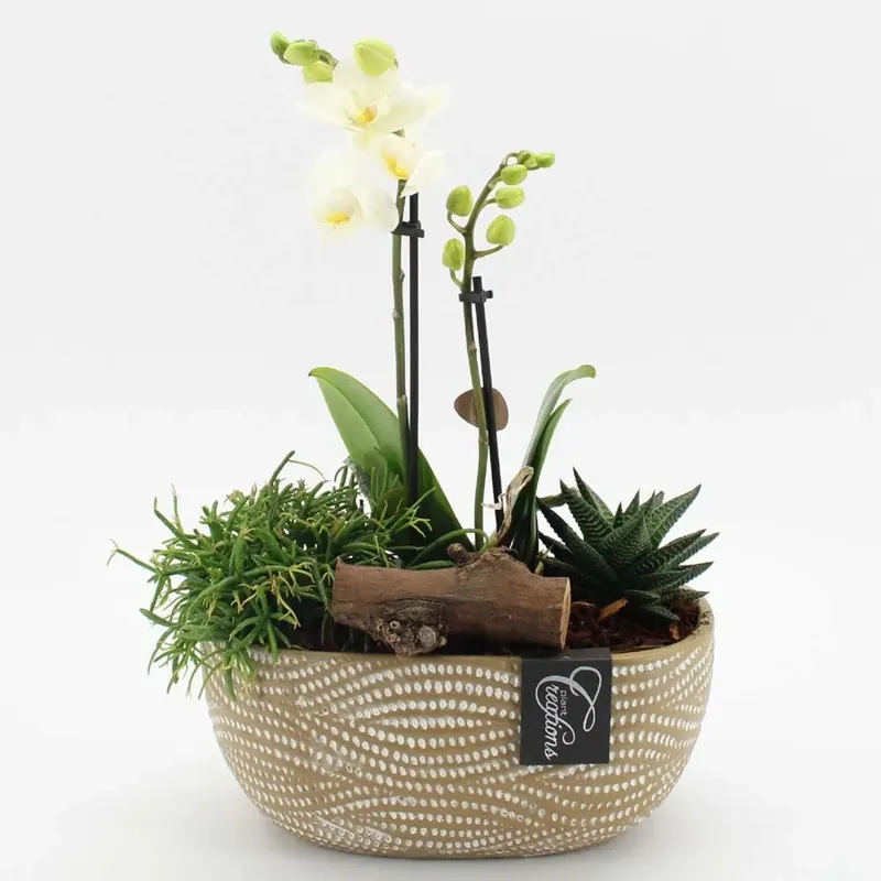 Phalenopsis Haworthia Rhipsalis Rilievo vaso 25 cm Gratis Retour