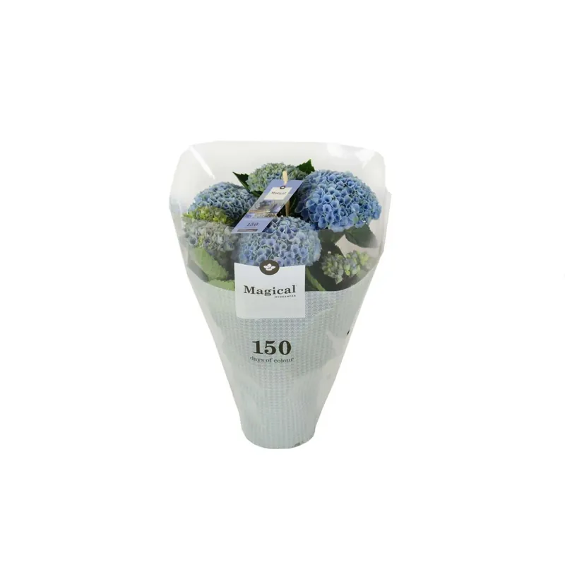 Superprijs Hydrangea Magical Vaso 12 cm