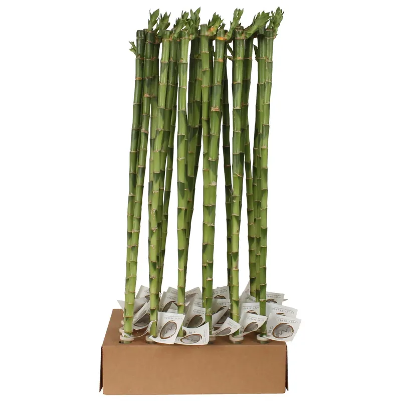 Lucky Bamboo Dritto Vaso 1 cm Lage Kosten