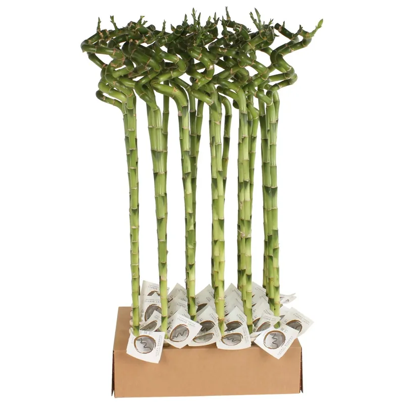 Finale Uitverkoop Lucky Bamboo Spirale In Tube Vaso 1 cm
