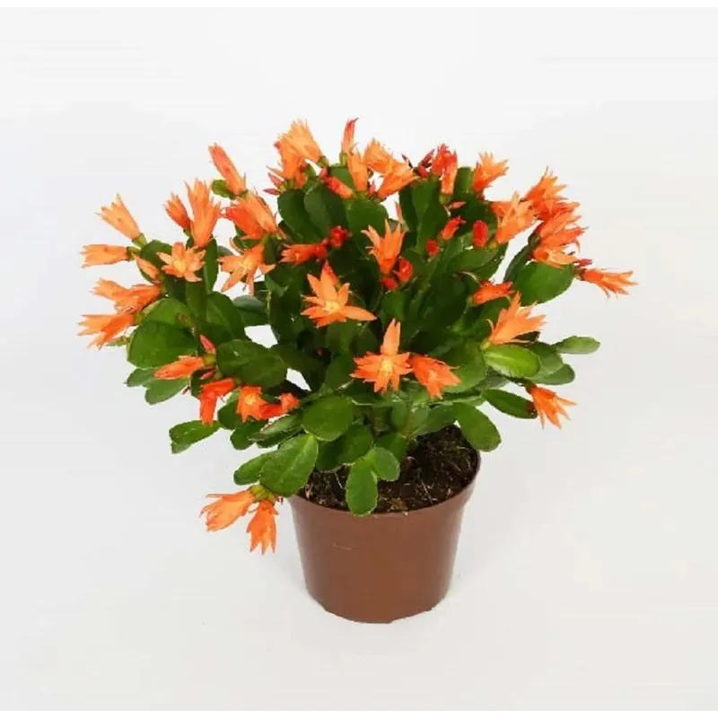 Betaalbaar Rhipsalidopsis Fireboccioli Vaso 11,5 cm