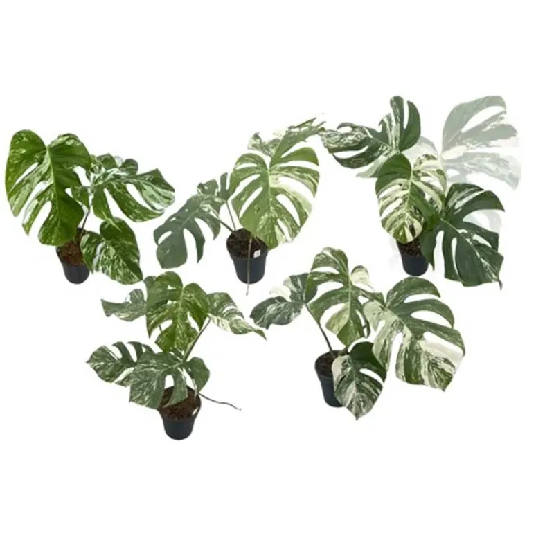 Monstera Variegata Vaso 17 cm Direct Verzonden