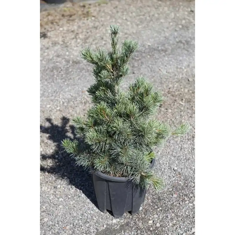 Populair Pinus parviflora `Negishi`