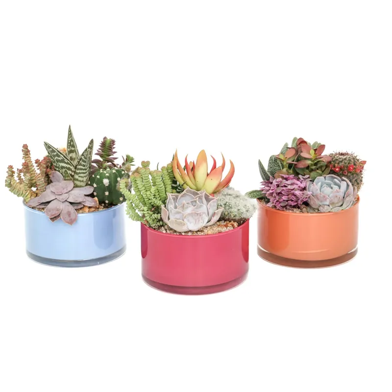 Composizione piante grasse - Vaso Decorativo Colorato Ø 15 cm Op = Op