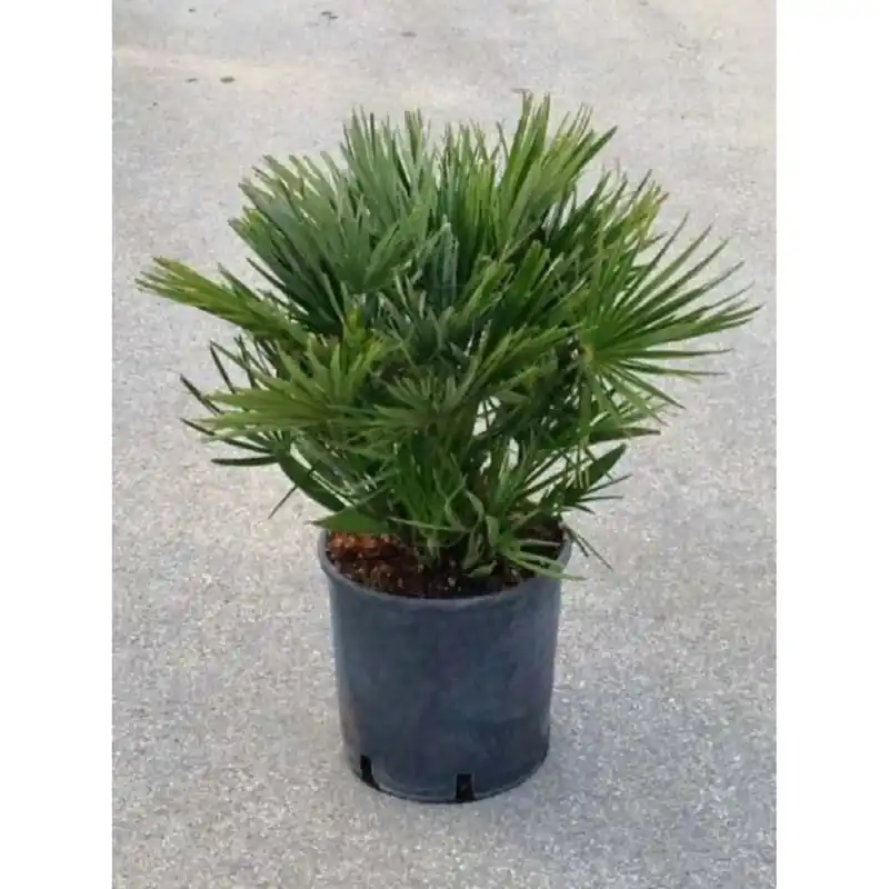 Koop Online Chamaerops Humilis Compacta Ø 30 cm