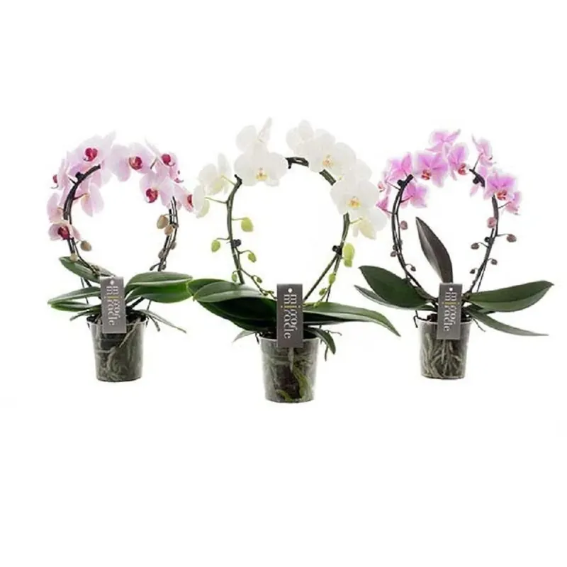 Finale Uitverkoop Phalenopsis 2 rami arco Mirror Miracle Vaso 12 cm