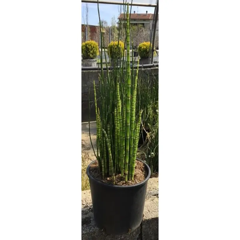 Equiseto giapponese h 50/60 cm Shop Nu