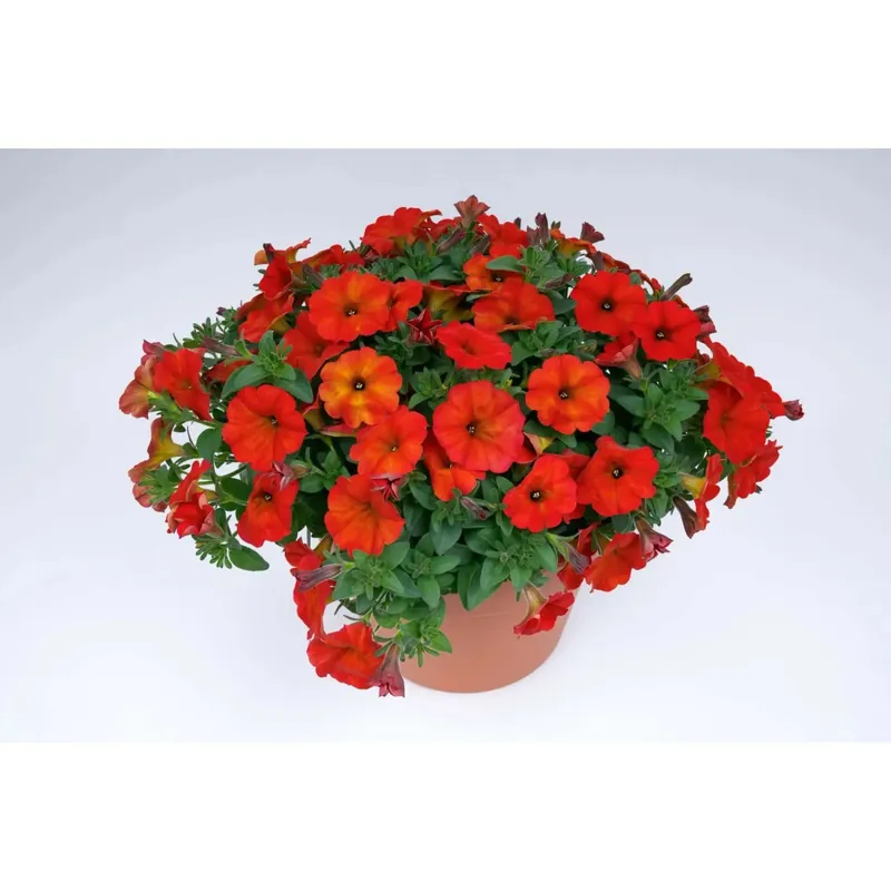 Tijdelijk Beschikbaar Petchoa beautiCal Red Maple vaso Ø 12 cm