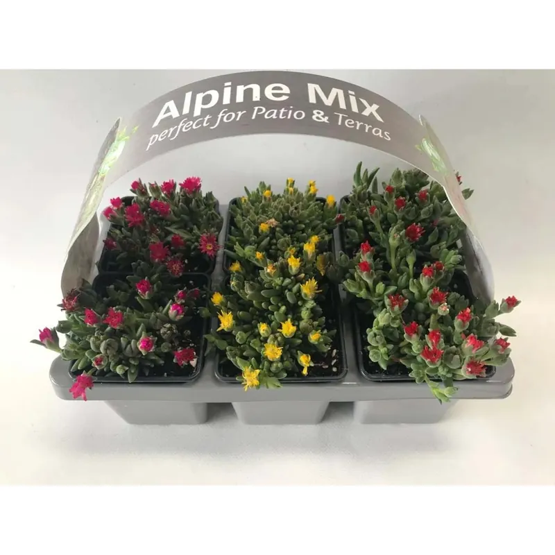 Delosperma da 6 vasi Ø 7 cm circa Delosperma Tijdelijk Beschikbaar