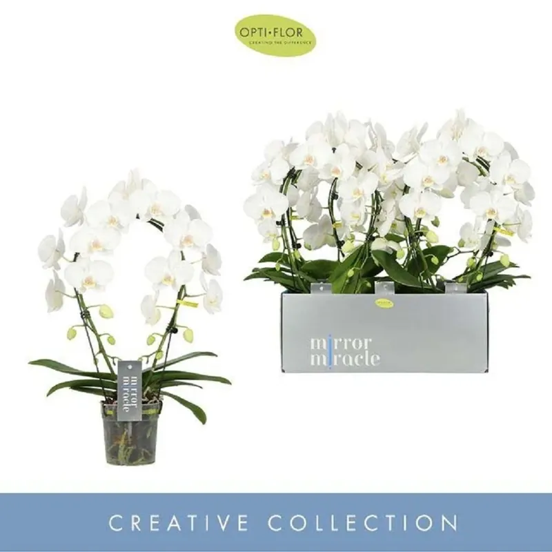 Phalenopsis Mir Miracle Aurora Vaso 12 cm Koopje