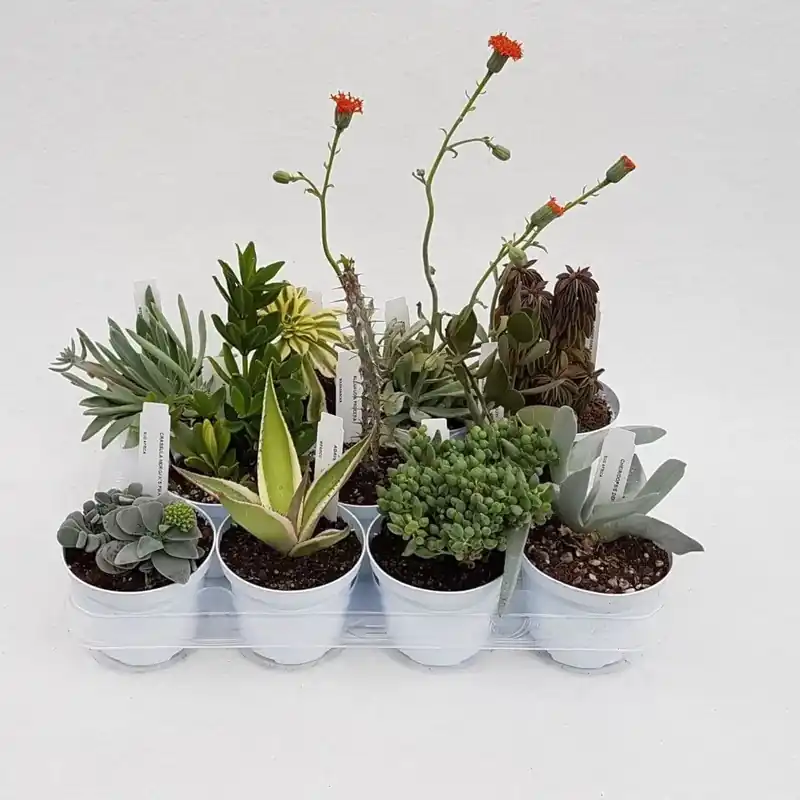 Weekendaanbieding Piante grasse collezione succulente vaso Ø 10 cm