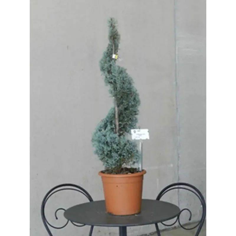 Beste Prijs Cupressus arizonica `Fastigiatà - Cipresso blu
