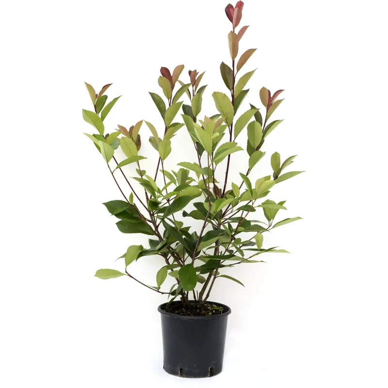 Fotinia serrulata "Red Robin" 80/100 cm Korting