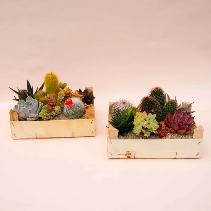 Piante grasse composizione cassettina Finale Uitverkoop