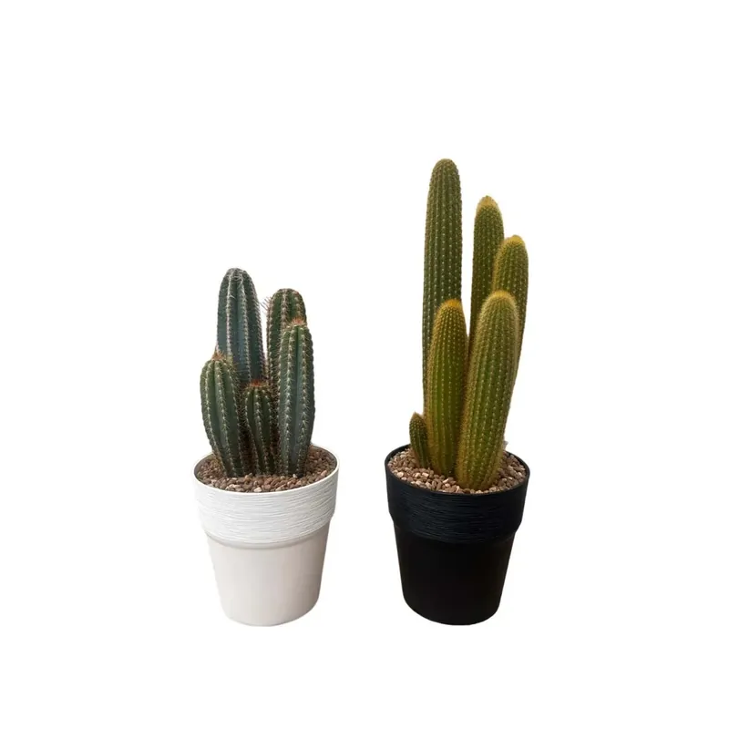 Cactus colonnari Ø 17 cm Uitverkoop