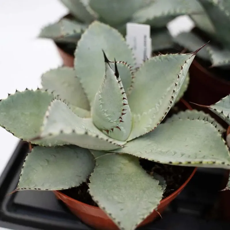Actieprijs Agave pygmaea Dragon Toes piante grasse vaso Ø 15 cm