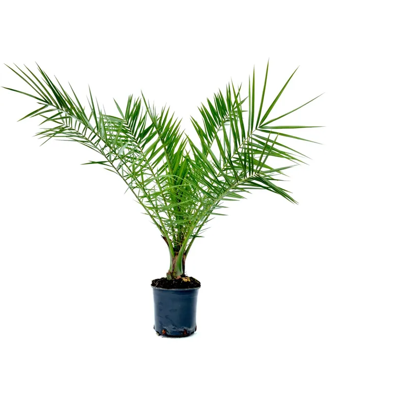Phoenix canariensis h cm 40 Betrouwbaar