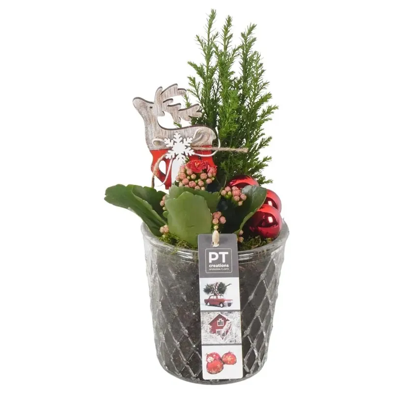 Composizione natalizia in vetro con vaso da 12 cm Rechtstreeks Van De Fabrikant