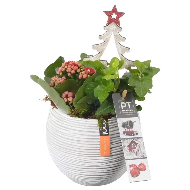 Composizione natalizia Capi ceramica con vaso 13 cm Gereduceerde Prijs
