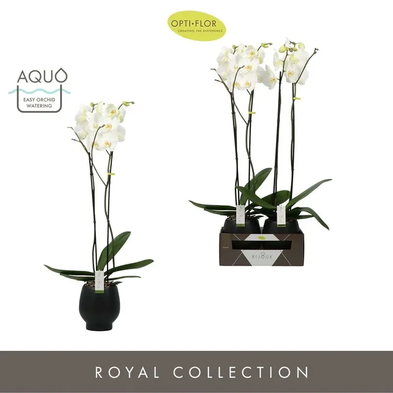 Superprijs Phalenopsis 2 rami Diamond Abruzzo Vasp 15 cm