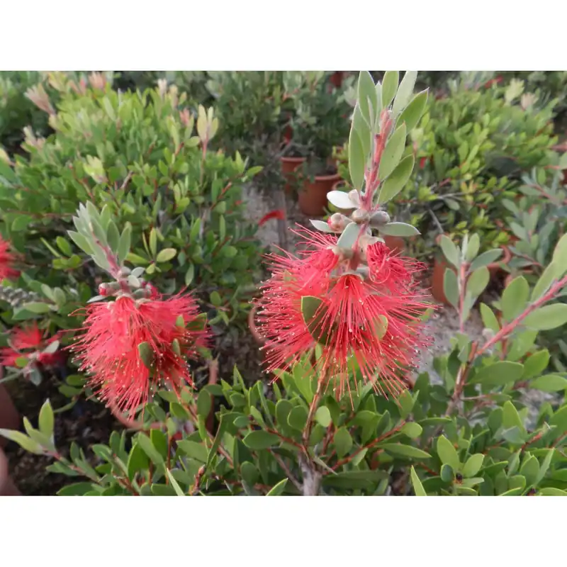 Callistemon laevis cespuglio Laatste Kans