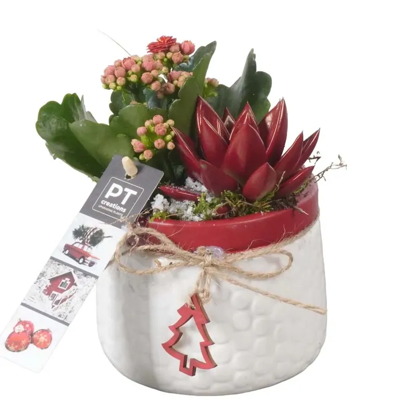 Composizione natalizia in ceramica con vaso da 11 cm Koopje
