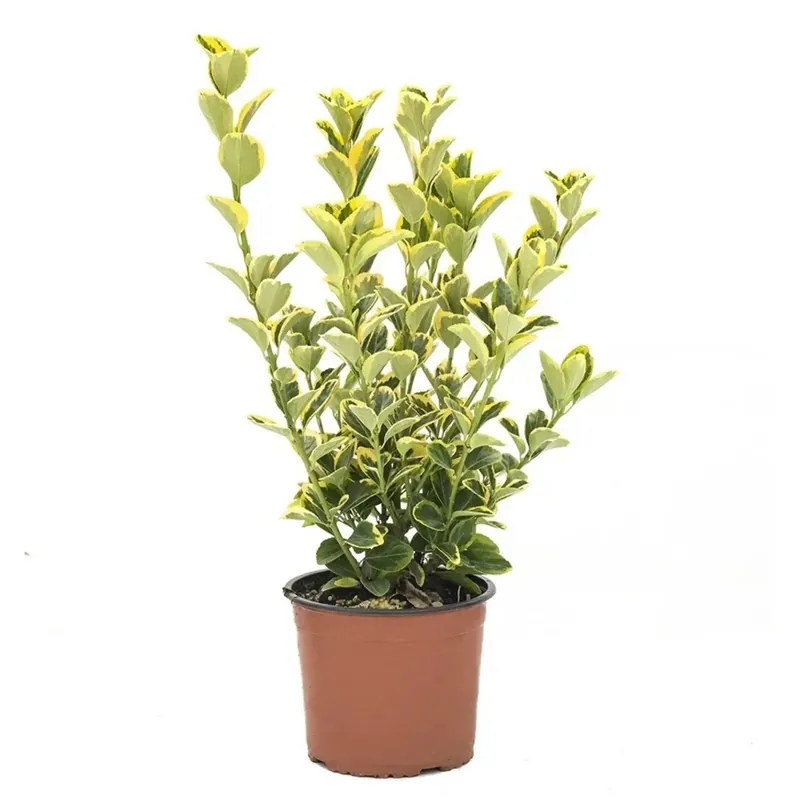 Euonymus (Evonimo) japonicus "Elegantissimus Aureus" cespuglio vaso 3 lt Nieuw