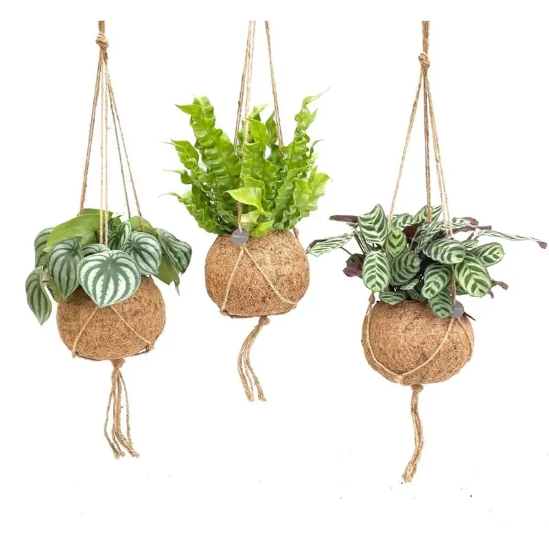 Basket Mis To Jungle Kokodama vaso 17 cm Snelle Levering