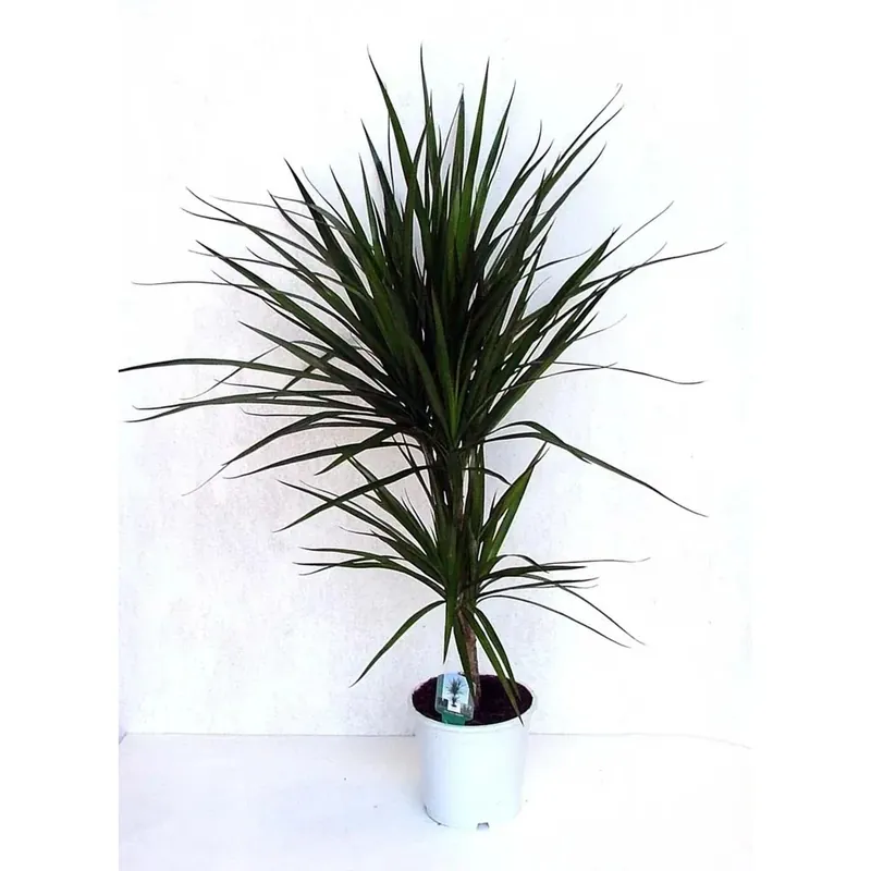 Dagaanbieding Draacena marginata 2 piante vaso 12 cm