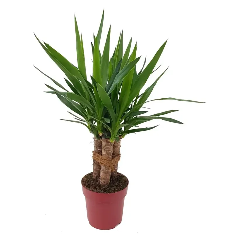 Yucca Tres Canas vaso 19 cm Lage Kosten