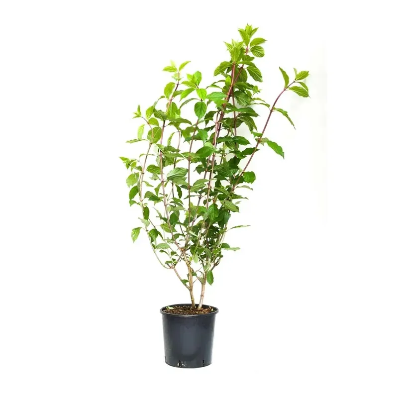 Hydrangea paniculata `Sundae Fraise` - Ortensia paniculata Nu Kopen