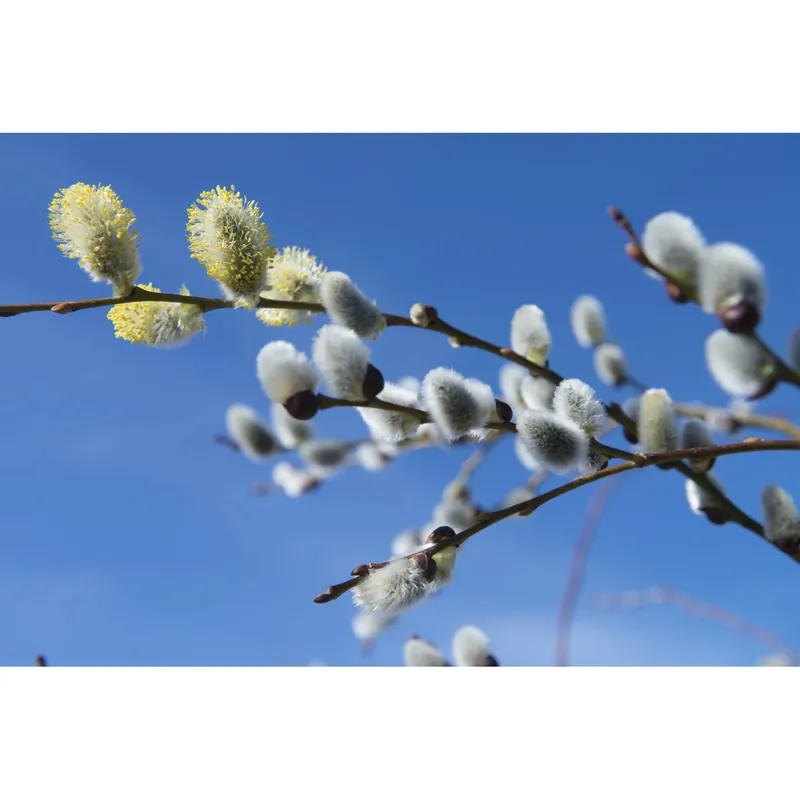 Weekendaanbieding Salix caprea "Kilmarnock" (S. caprea "Pendula") mezzo fusto