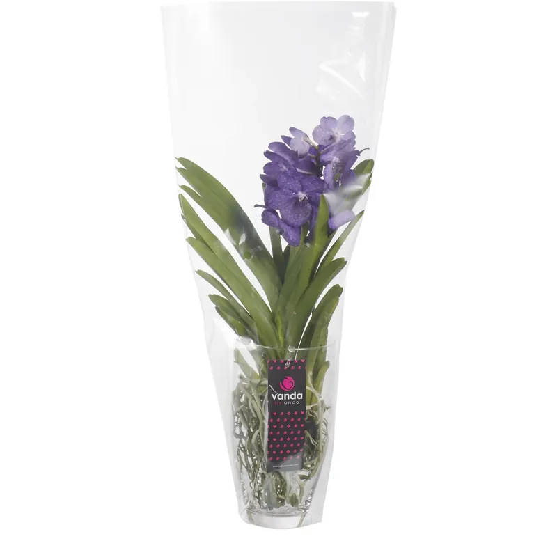 Dagaanbieding Vanda Grandiflora vaso vetro