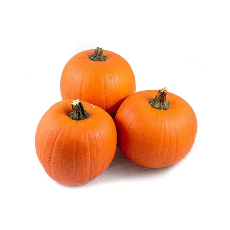 Exclusieve Aanbieding Zucca 1056 arancia halloween